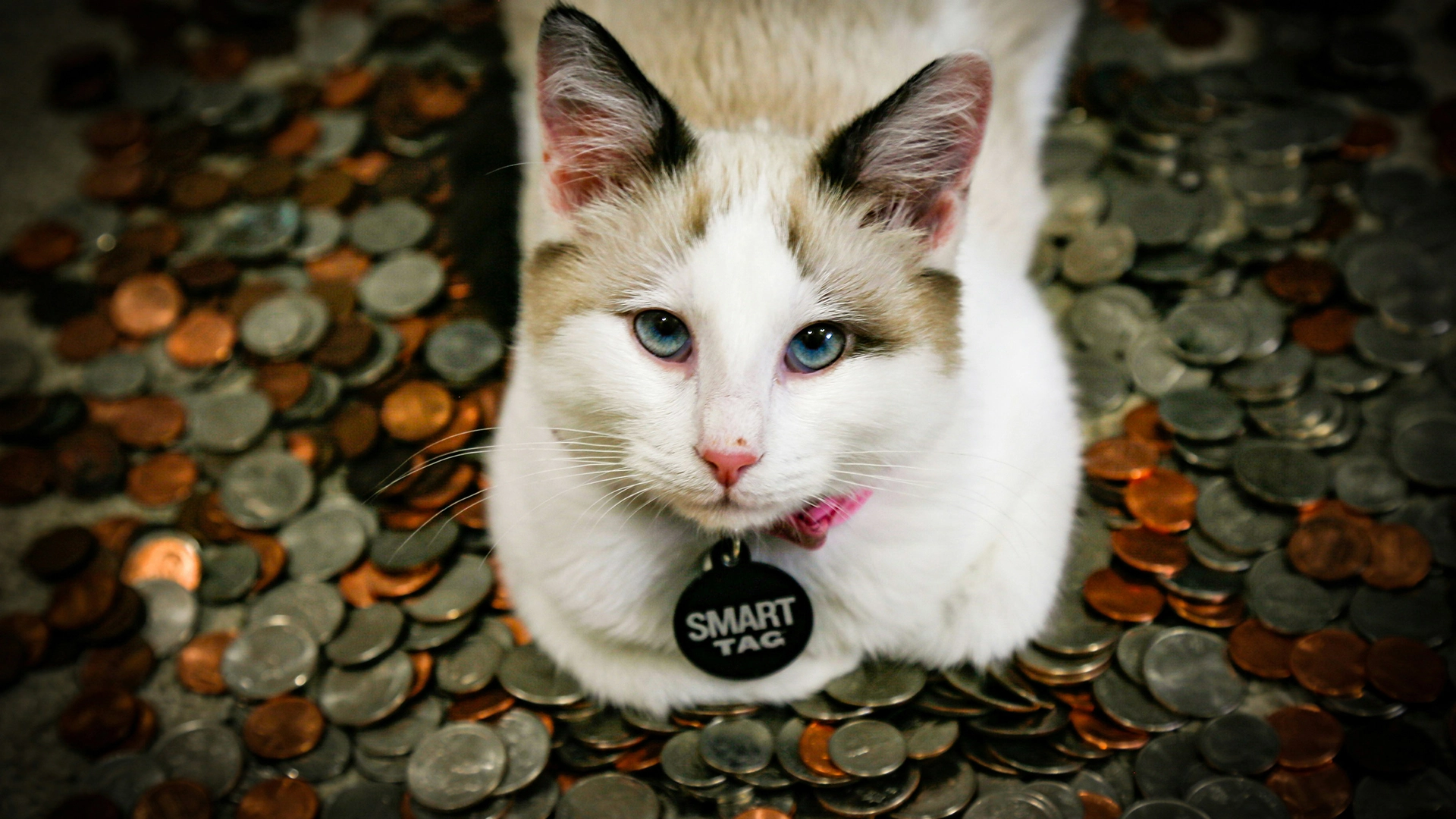 Mikrochip Kucing Anda Bisa Menyebar Malware, Peringatan Para Peneliti