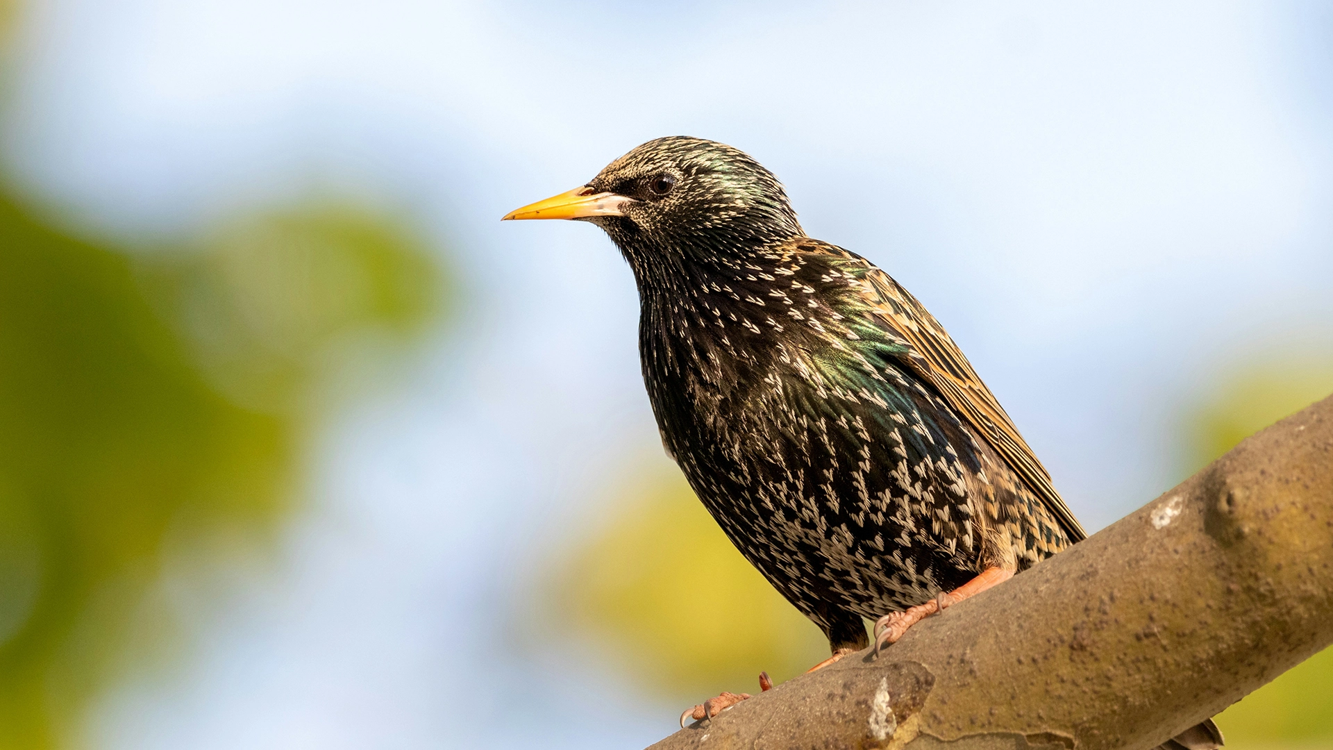 Peneliti Menguji Cara Menyimpan Data Pada Seekor Burung